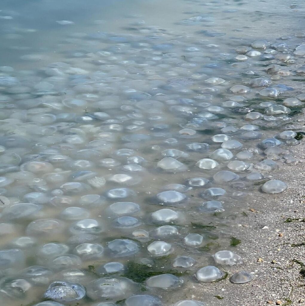 Нашествие медуз и мертвая рыба в Азовском море