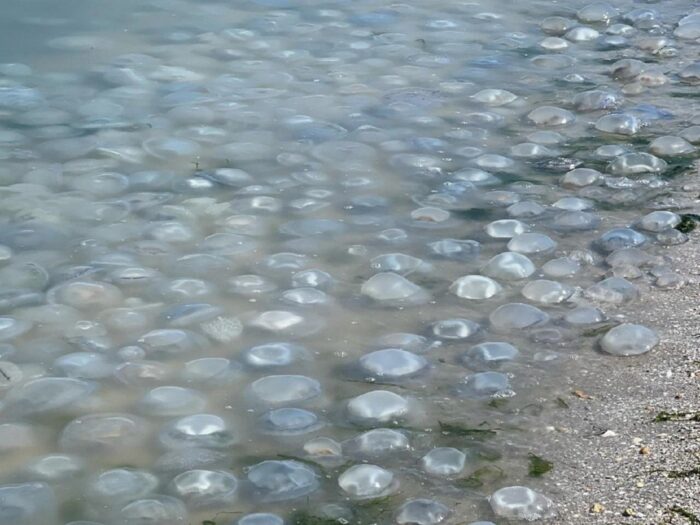 Нашествие медуз и мертвая рыба в Азовском море