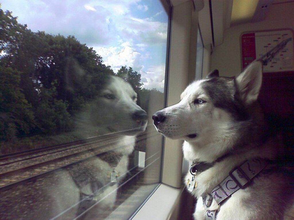 До конца ноября провоз домашних животных в пригородных поездах будет бесплатным