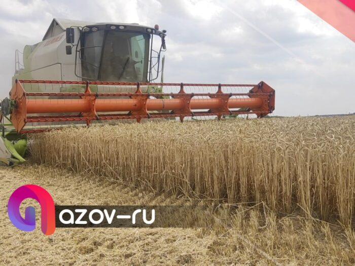 655 тысяч тонн зерна собрали в Азовском районе
