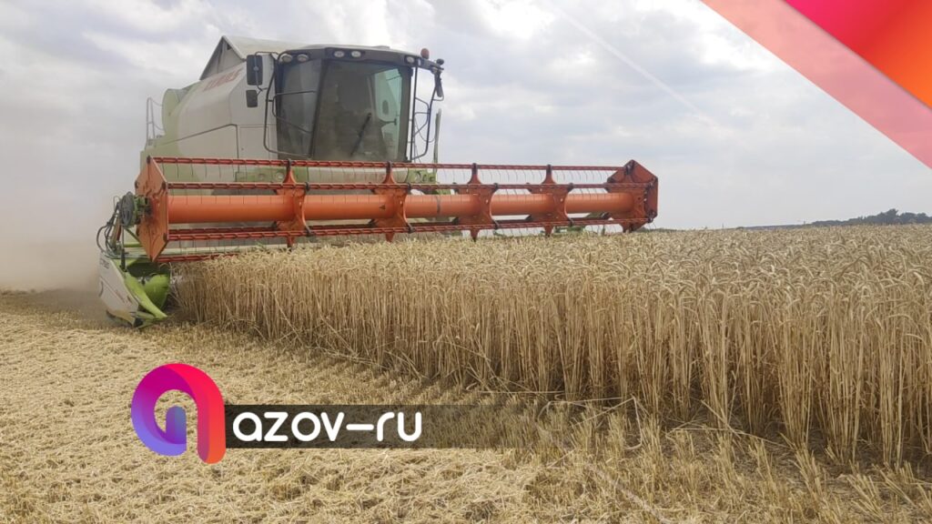 В Азовском районе собрано более 500 тысяч тонн зерна