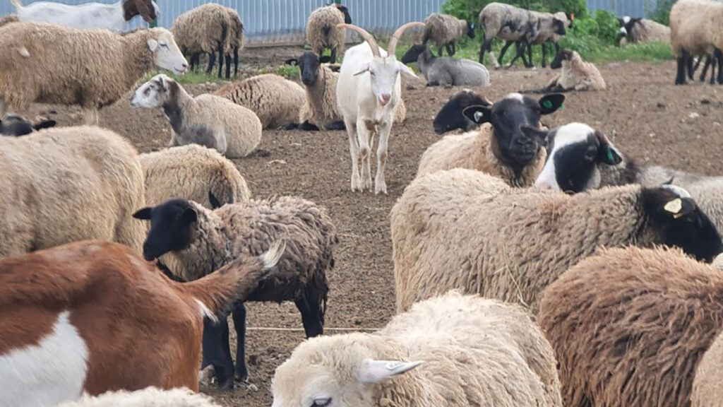 Зарегистрированы случаи выявления оспы овец и коз