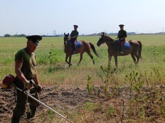 В Азовском районе уничтожено более 2 тыс кг наркосодержащих растений