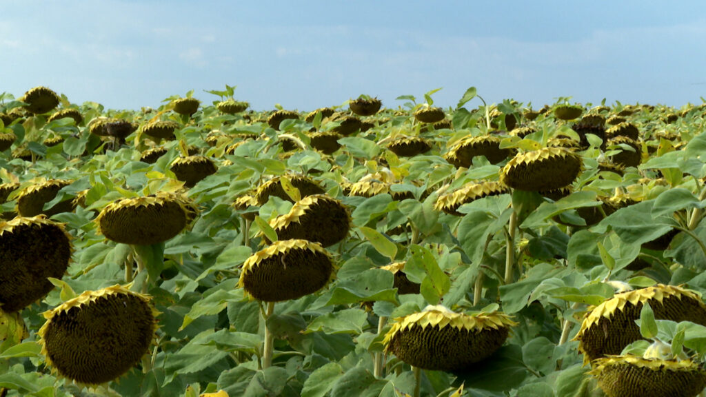 В Азовском районе высокий урожай подсолнечника