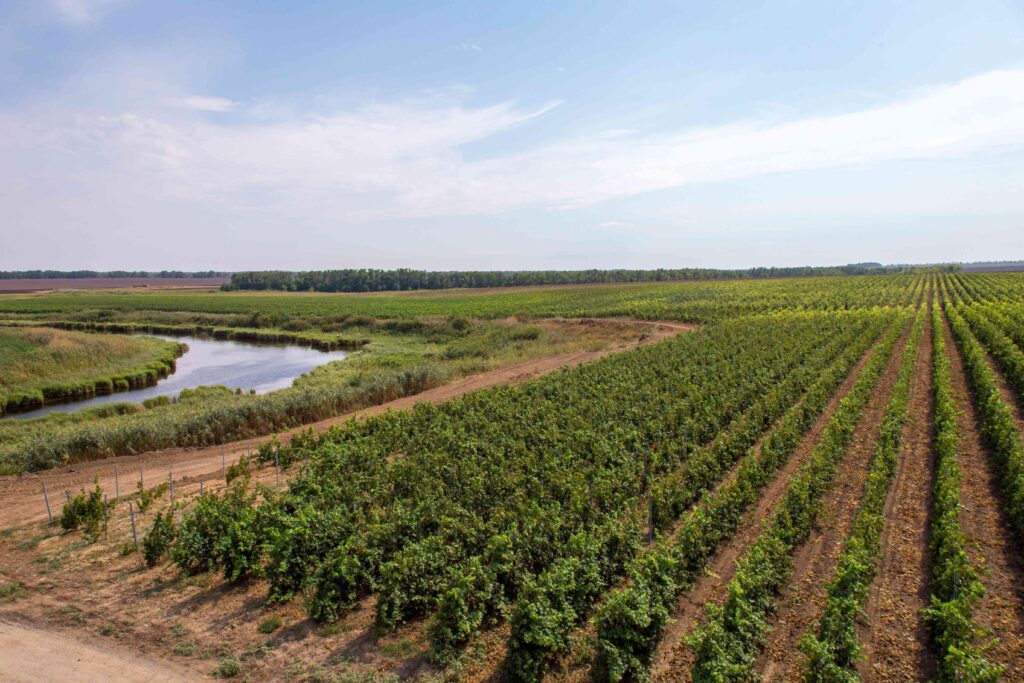 Винодельческое хозяйство Азовского района представило свою продукцию на Всероссийском форуме
